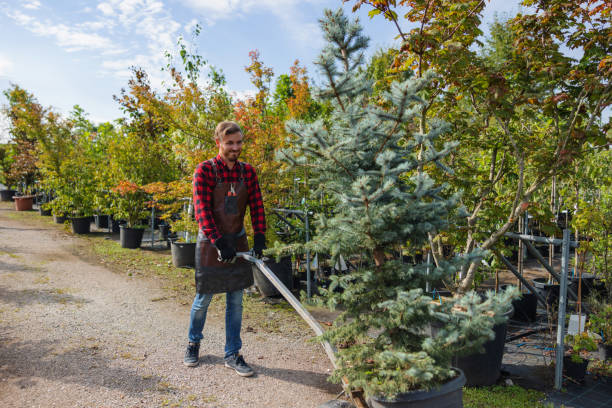 How Our Tree Care Process Works  in Green, OH